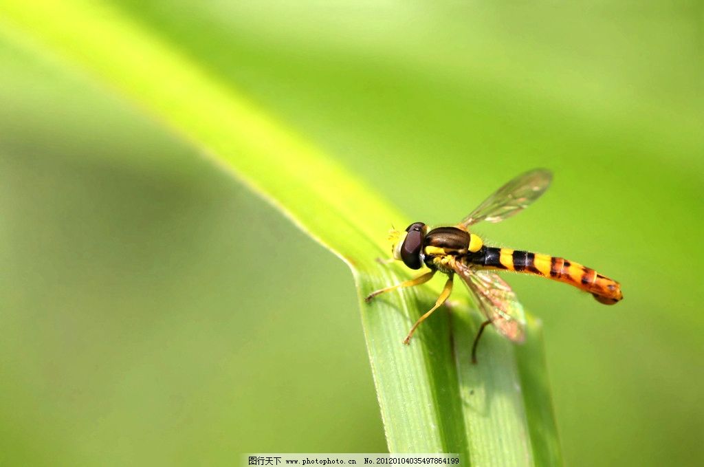 关于青蛙是益虫的资料OK