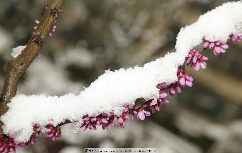 桃花雪,雪花,早春雪景,花草,生物世界,摄影,72DPI