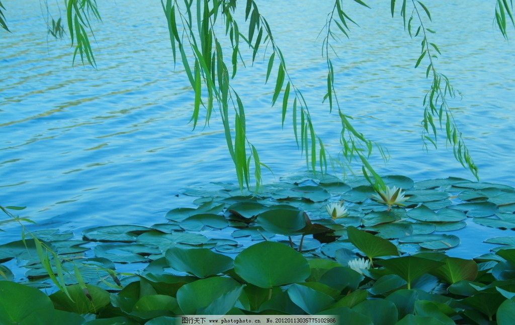 风景背景 风景 背景 桃花 湖水 荷花 小桥 柳树 psd分层素材 源文件库