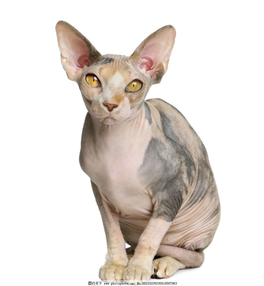 黄猫 猫 动物 宠物 可爱 家猫 可爱之猫 生物世界 家禽家畜 摄影图库