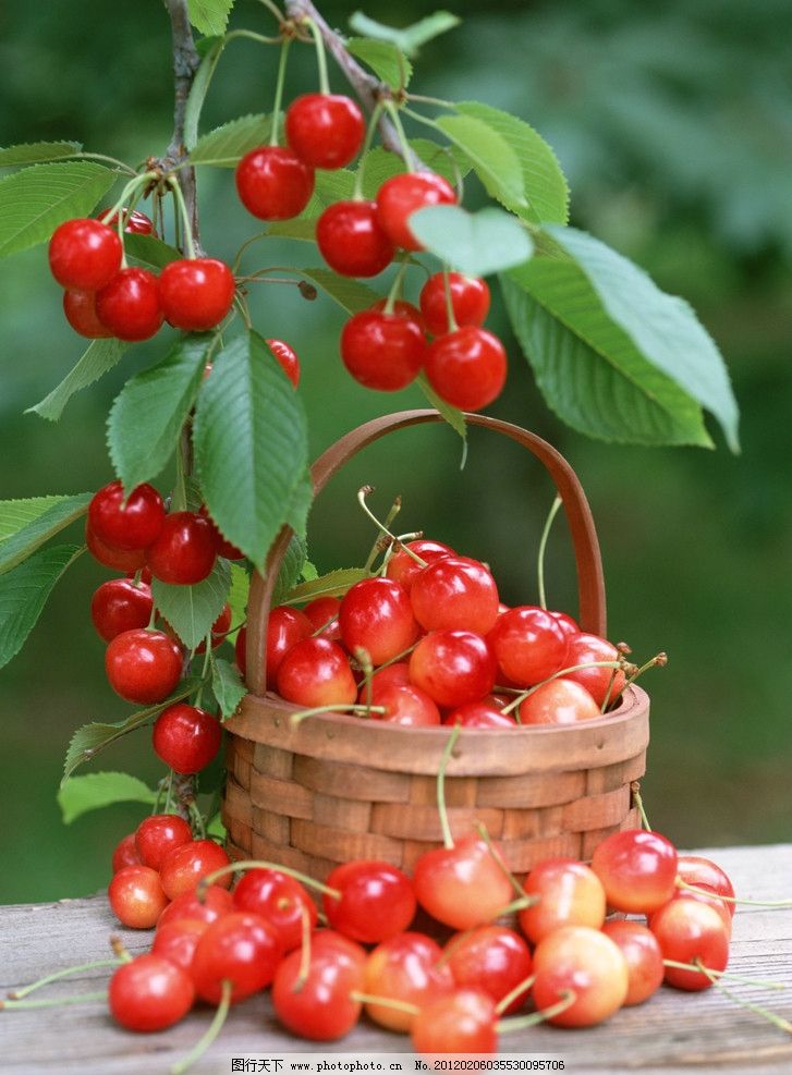 樱桃图片_水果_生物世界_图行天下图库