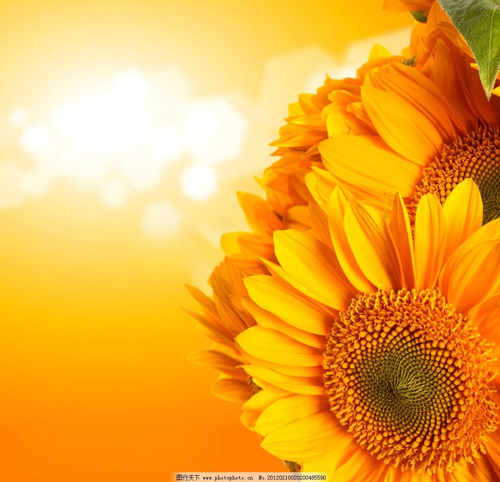 高清向日葵图片,葵花 向日葵背景 墙纸 金黄色 