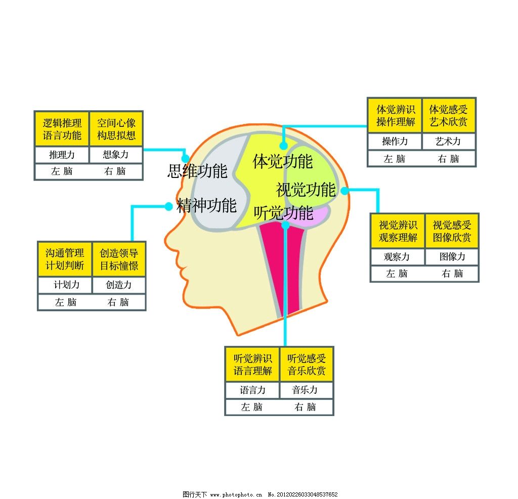 大脑功能分布图图片