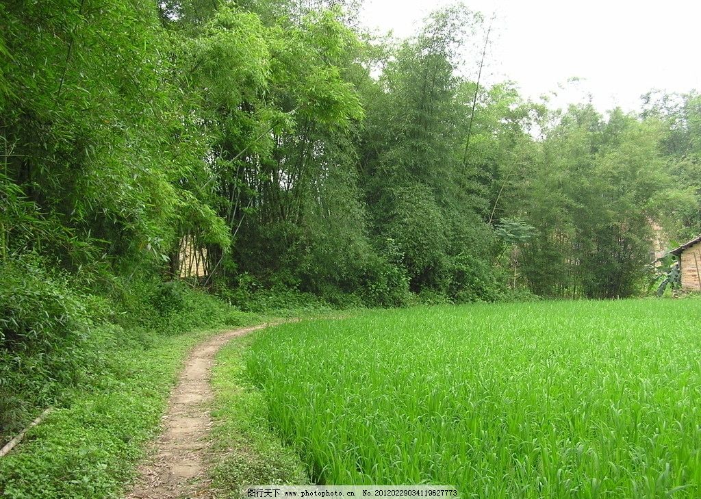 竹林小路 风景图片 草地 绿树 小路 自然风景 旅游摄影 摄影 72dpi