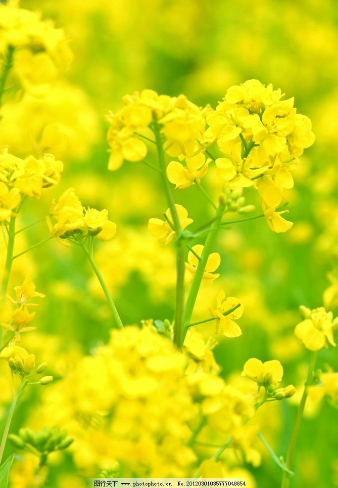 油菜花图片图片