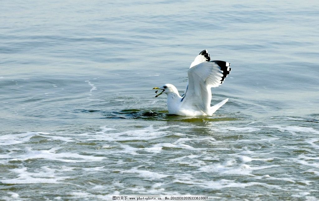梦境的深意,解析梦见捉鱼的隐秘象征 梦境的深意,解析梦见捉鱼的隐秘象征