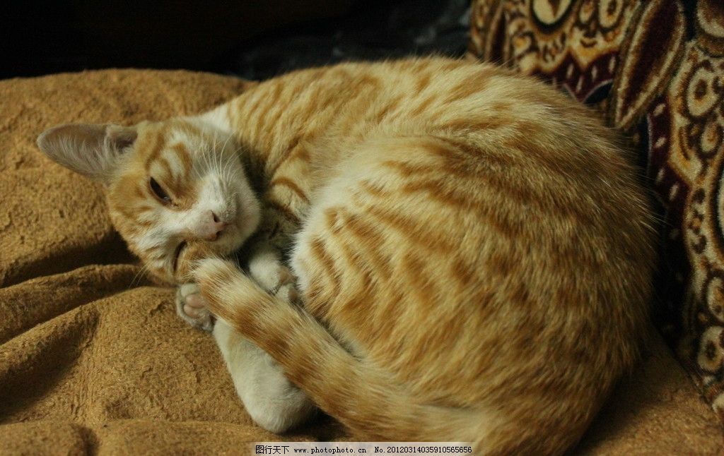 猫猫睡觉图片可爱图片_皮皮网 虎纹猫 猫 小猫 猫猫 虎纹 沉思 金黄色 睡觉 撞色 隐形猫 眯眼睛 可爱 无辜 黄白相间 猫科动物 小胡须 家禽家畜 生物世界 摄影 72DPI JPG