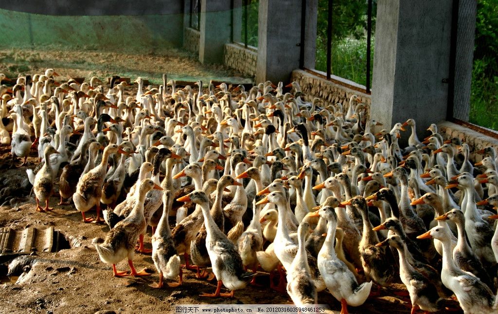 说“把长江维护好” 段庆县的护鸟队救下约860只野生动物