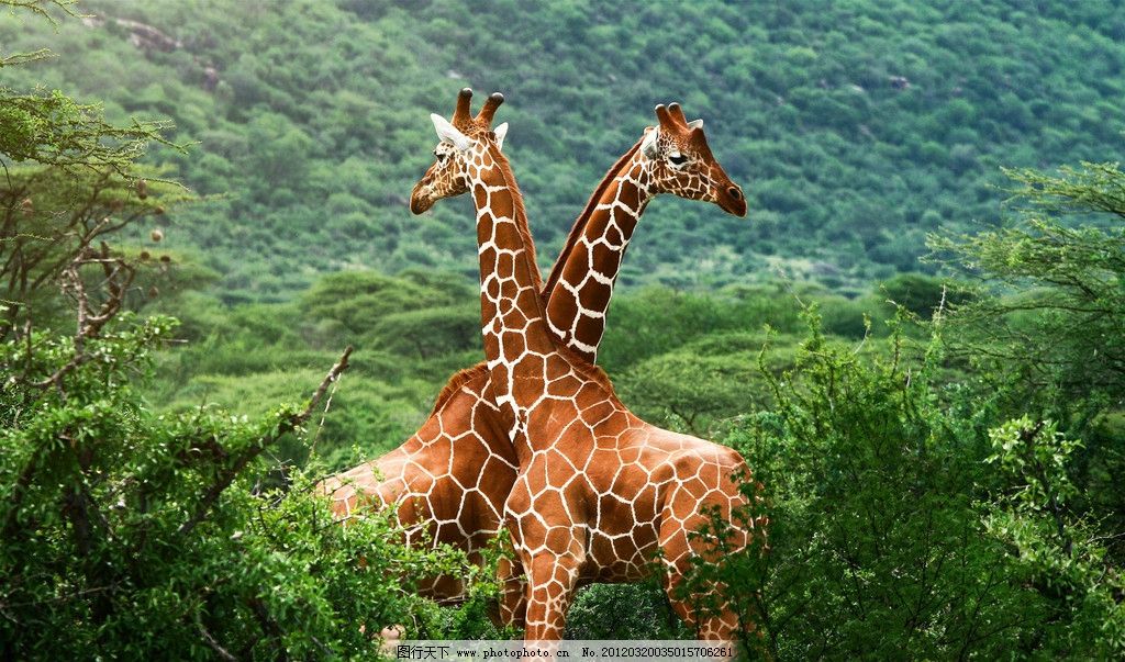 长颈鹿图片,树林 动物 动物世界 食草动物 哺乳动物-图行天下图库