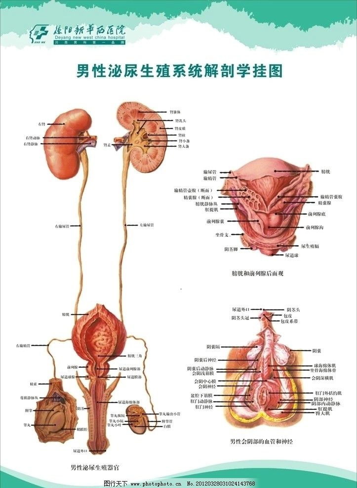 男性性器的作用是什么 两性问题