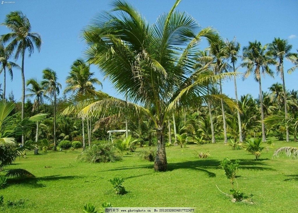 三亚风景 海南三亚 椰子树 草地 自然风景 自然景观 摄影