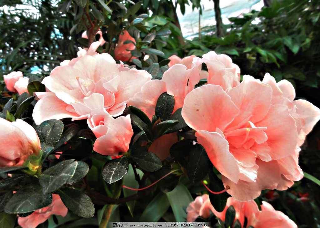 杜鹃花,粉红花,绿叶,花草,生物世界,摄影,72DPI,JPG