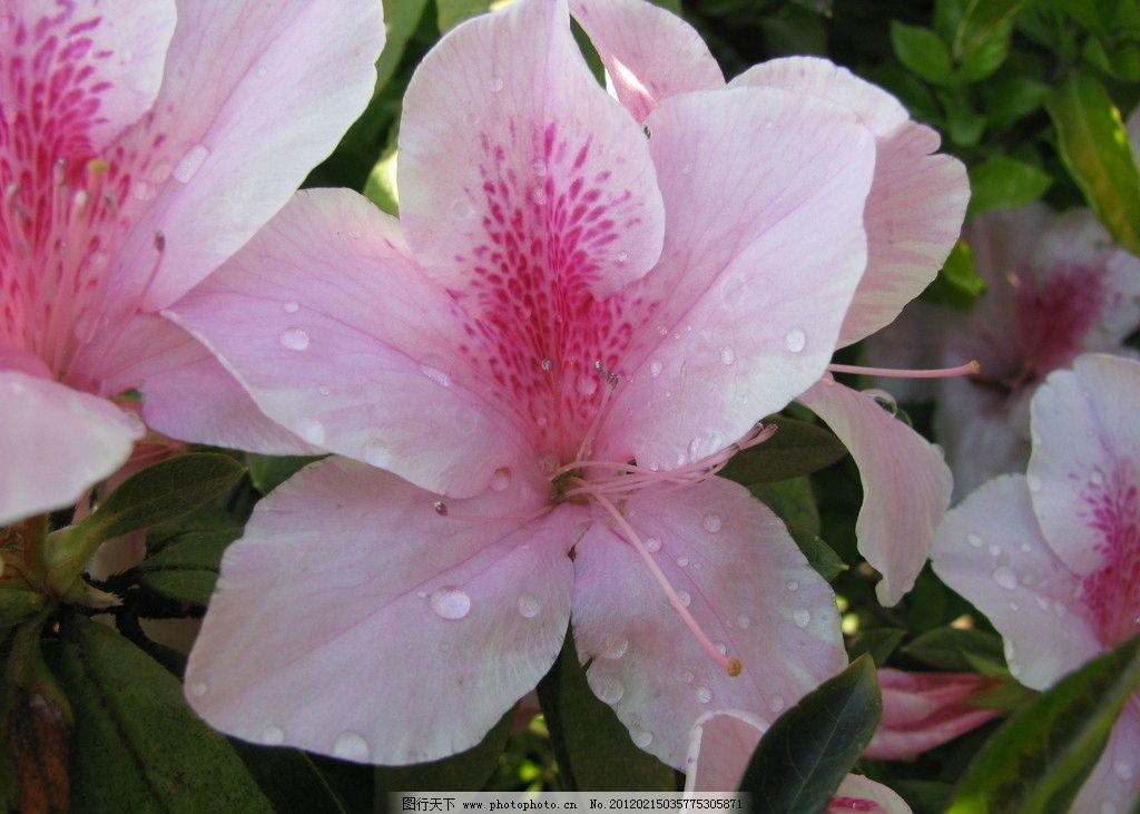 杜鹃花,杜鹃,花朵,花卉,花草,生物世界,摄影,180DPI,JPG