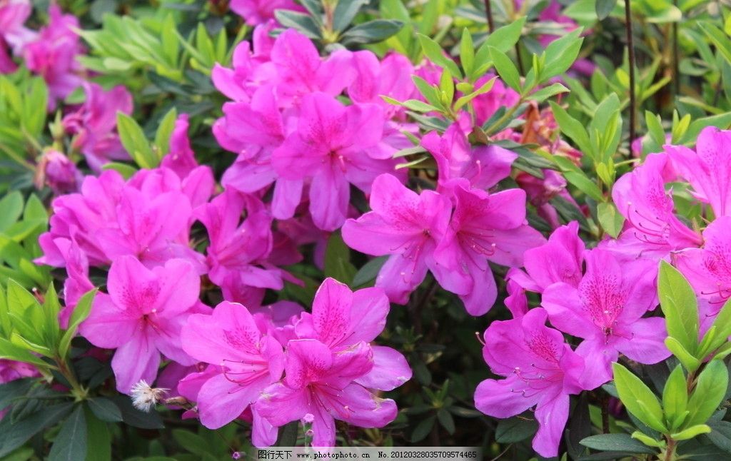 杜鹃花,杜鹃,映山红,花草,花,红色的花,绿叶,植物,生物世界,摄影,72DPI,JPG